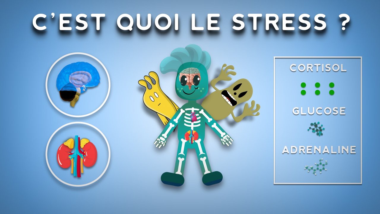 Le stress, c'est si mauvais que ça ? Découvrez ses mystérieux mécanismes !