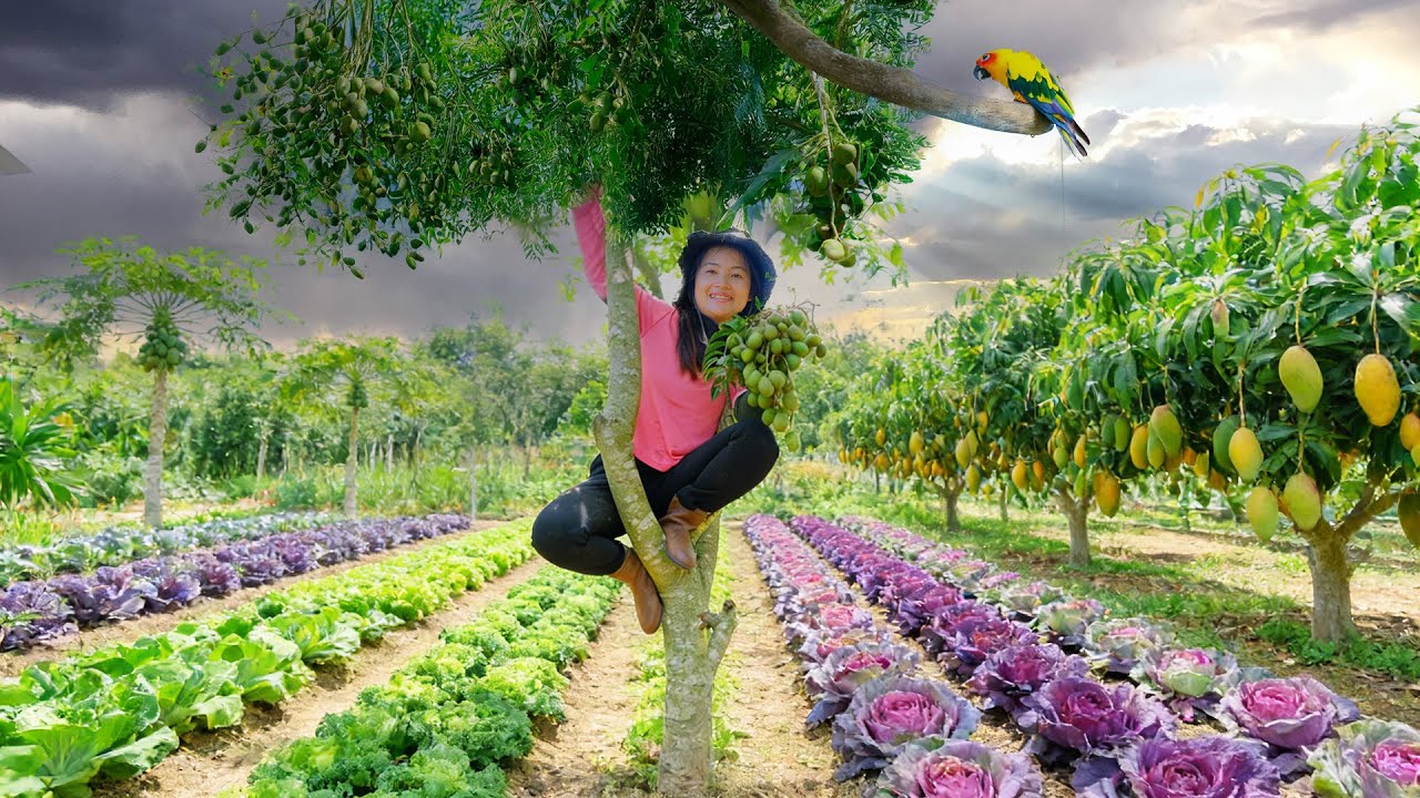 Harvest Farm Produce: Ambarella, China Broccoli, Purple Bok Choy, Mangoes...To Sell At The Market
