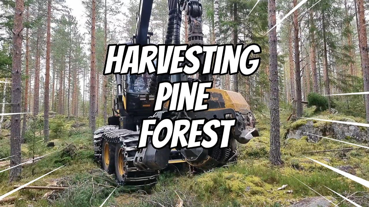 Harvesting pine forest- Ponsse Scorpion - Leppävirta 🎯