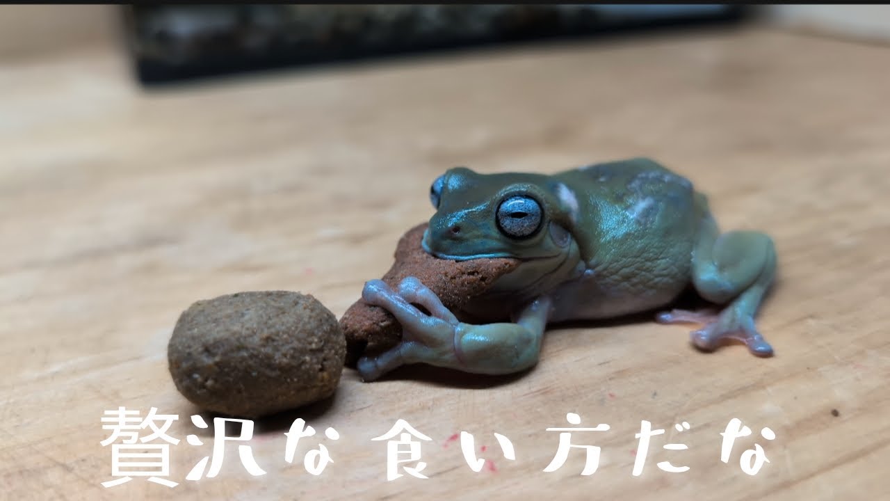 かえる達に寿司をあげてみたら…