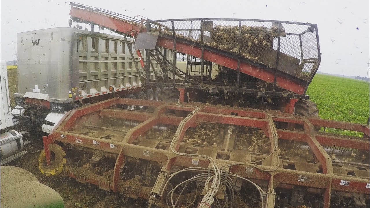 The start of early dig sugar beet harvest | sugar beet cart