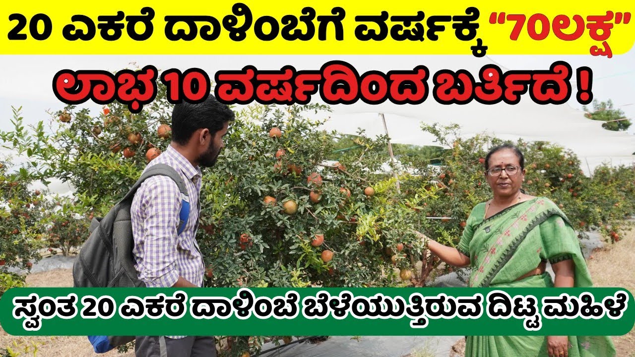 ಹಳ್ಳಿ ಲೆ ವರ್ಷಕ್ಕೆ 70 ಲಕ್ಷ ದುಡಿಯುತ್ತಿರುವ ದಿಟ್ಟ ಮಹಿಳೆ |20 ಎಕರೆ ದಾಳಿಂಬೆ ನನ್ನ ಜವಾಬ್ದಾರಿ|SUNANDAMMA ep 01