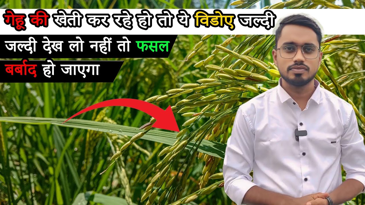 गेहू में पिलापन क्यों आता है| कौन से खाद का स्प्रे कब करे|gehu me pilapan kaise hataye|Kisan Sangwri