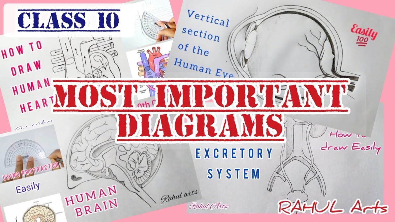 Most Important Diagrams ; Class 10 | How to Draw Easily | Biology cbse syllabus @RAHULArts_Biology