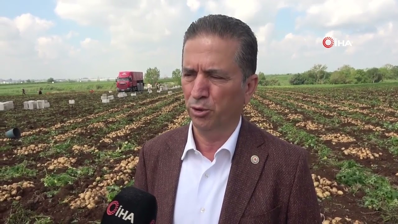 Turfanda patates hasadı başladı, bu yıl verim yüksek