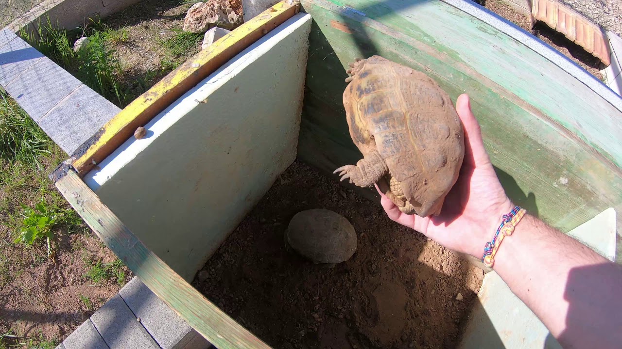 ¡¡Liberando a mis tortugas después de la hibernación!!