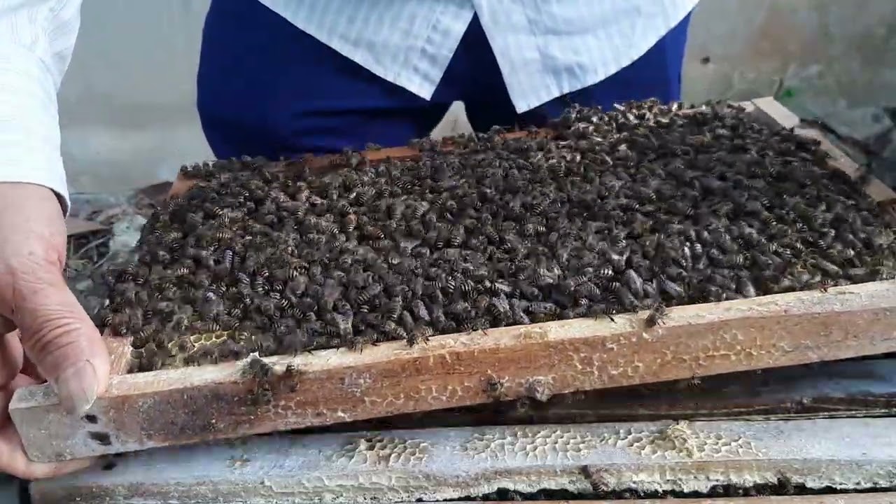 Massive Honey Harvest Under Pressure