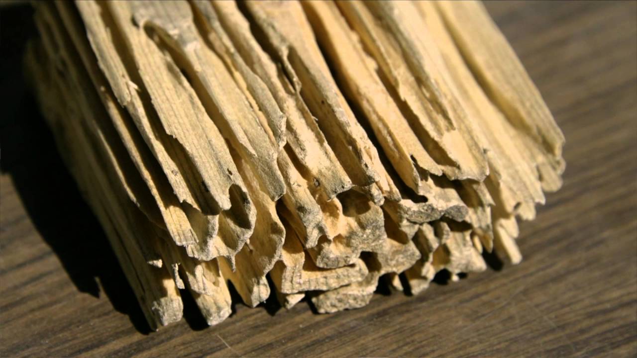 Termite Identification and Protection