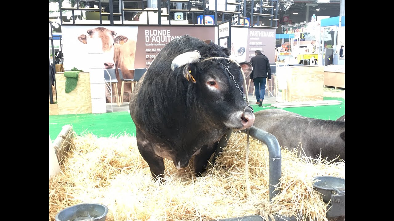 Salon de l'Agriculture : Jasper, taureau de la race bazadaise qui a failli disparaître