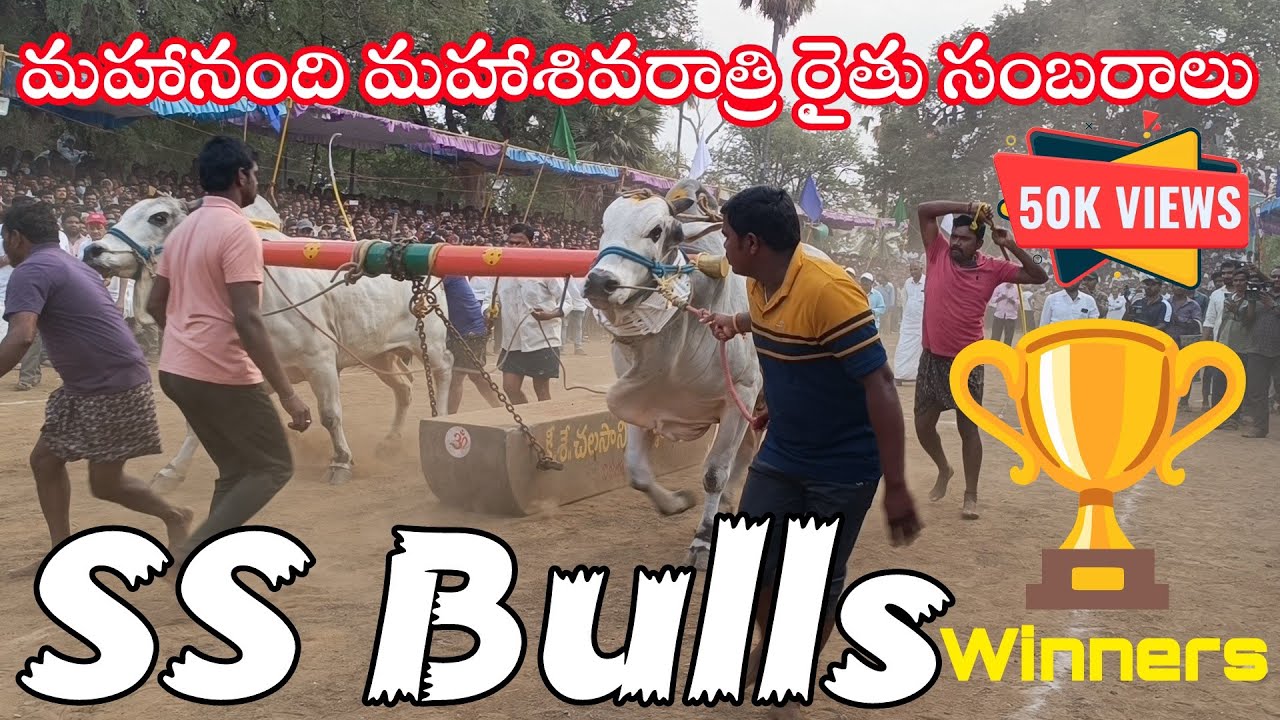 SS BULLS Winners 🏆 🥇Place మహాశివరాత్రి రైతు సంబరాలు/MAHANANDI BULLS RACE 2024 #ongolebulls #ssbulls