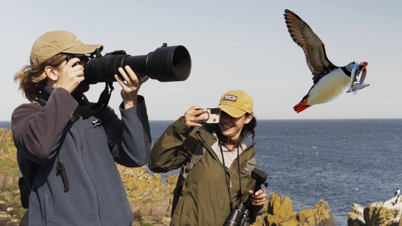 Puffin Photography: How Hard Is It For Beginners?