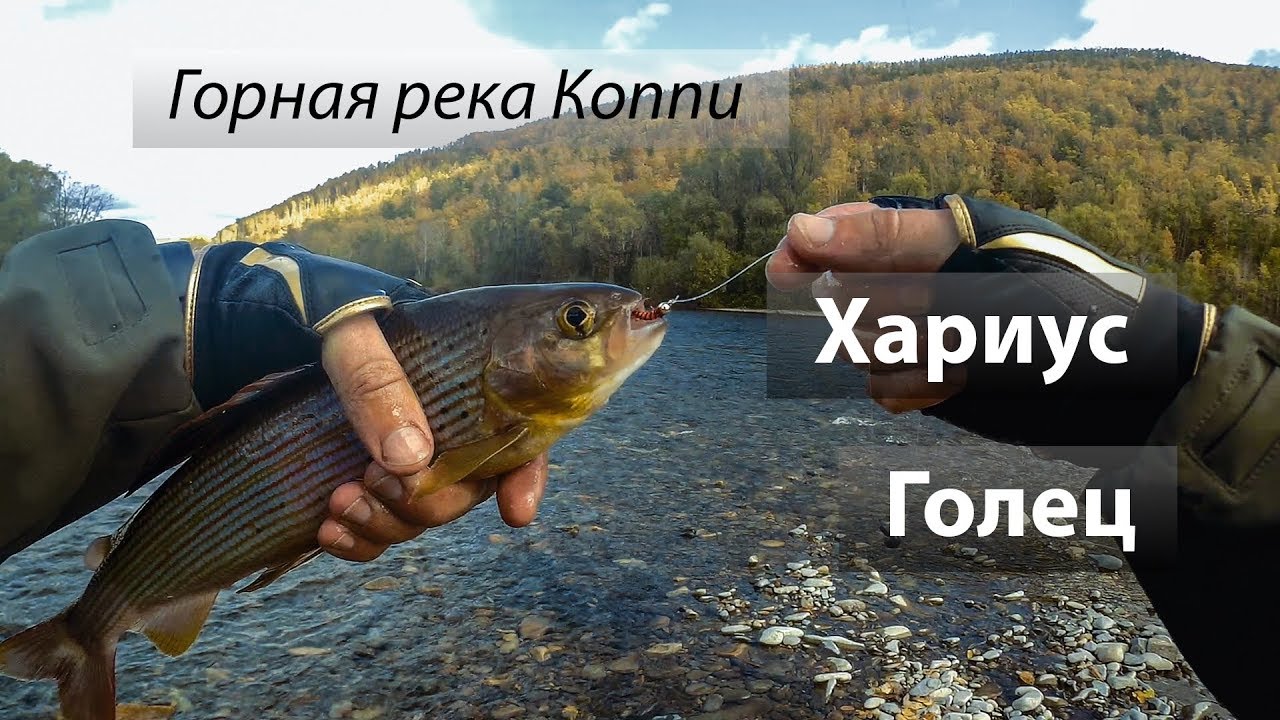 🇷🇺 Горная река Коппи, Россия. Хариус и голец спиннингом на мушки. Часть 2. 2017/09
