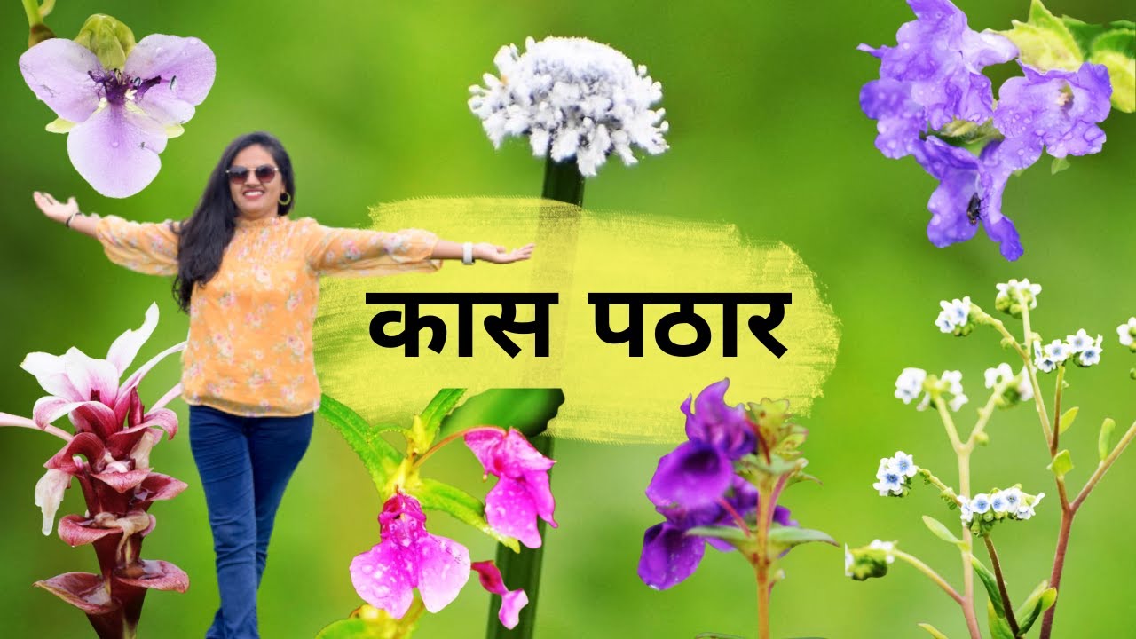 Kaas pathar 2022 | Kaas Plateau | Kaas Pathar Satara | The Valley of Flowers | Kaas Pathar
