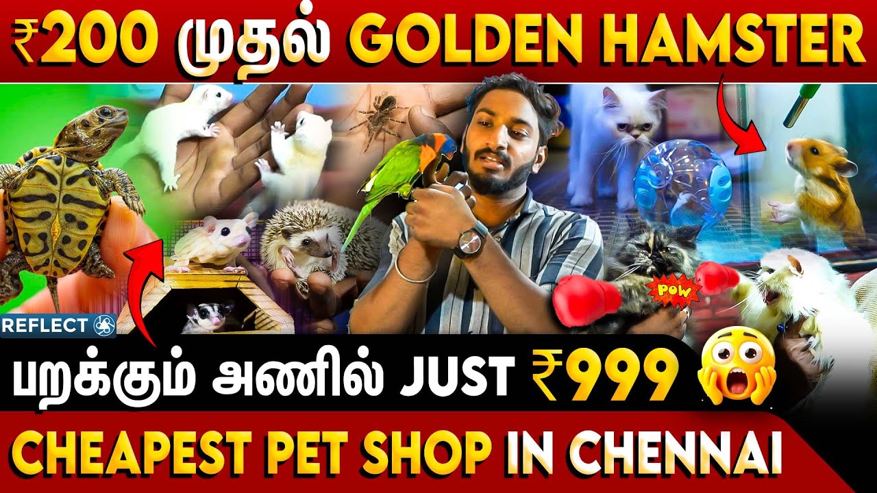 Cheapest Pet Shop In Chennai 😲| BK Pet Paradise | Exotic Pet Animals Shop | Hamster | SUGAR GLIDER