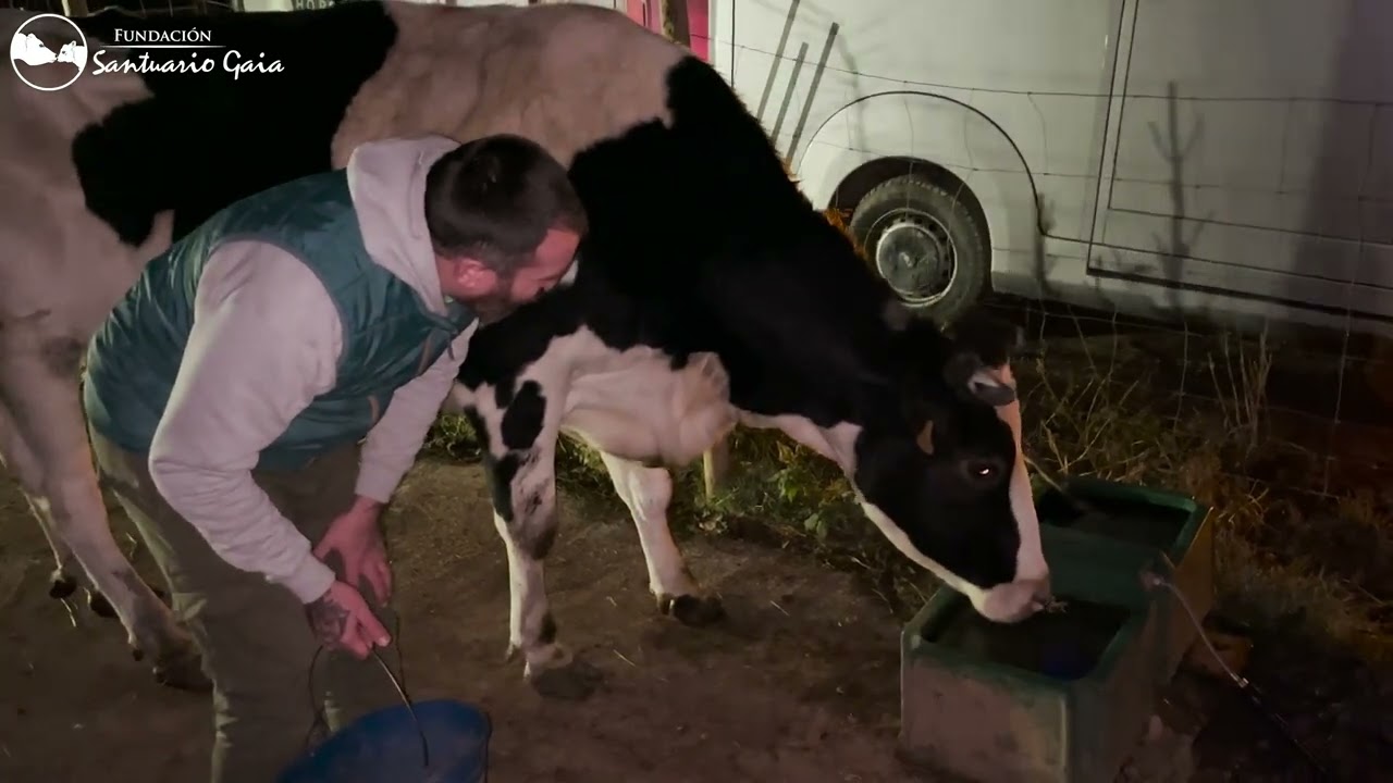 RESCATE de 3 VACAS que estaban encerradas