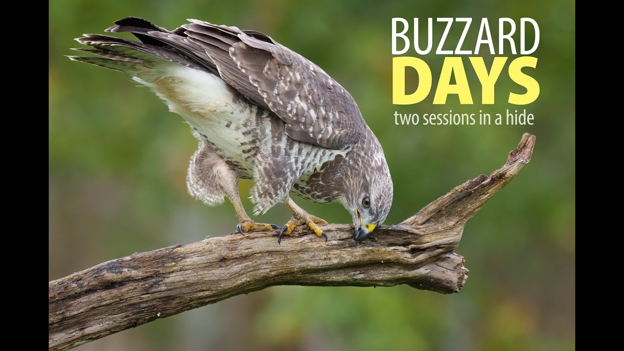 Buzzard days...  two sessions in a hide