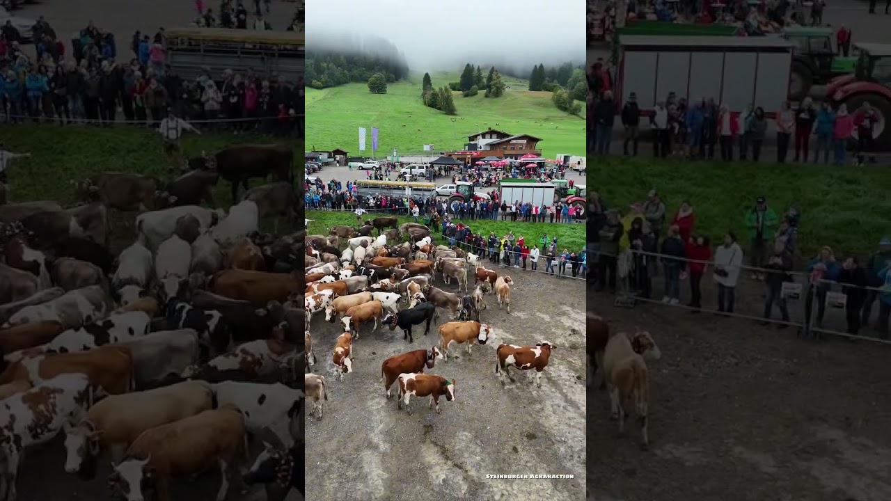 Viehscheid im Allgäu 