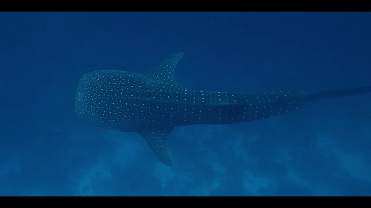 Maldives 2019 travel Vilamendhoo