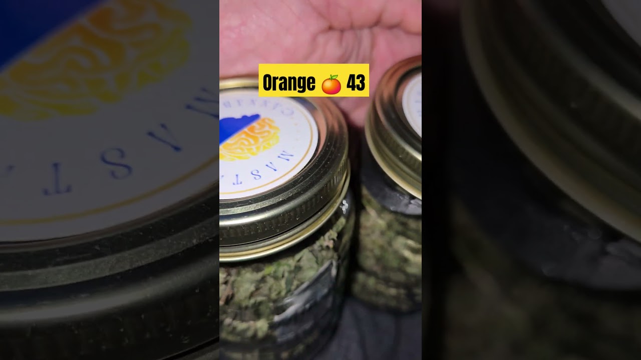 Orange 43