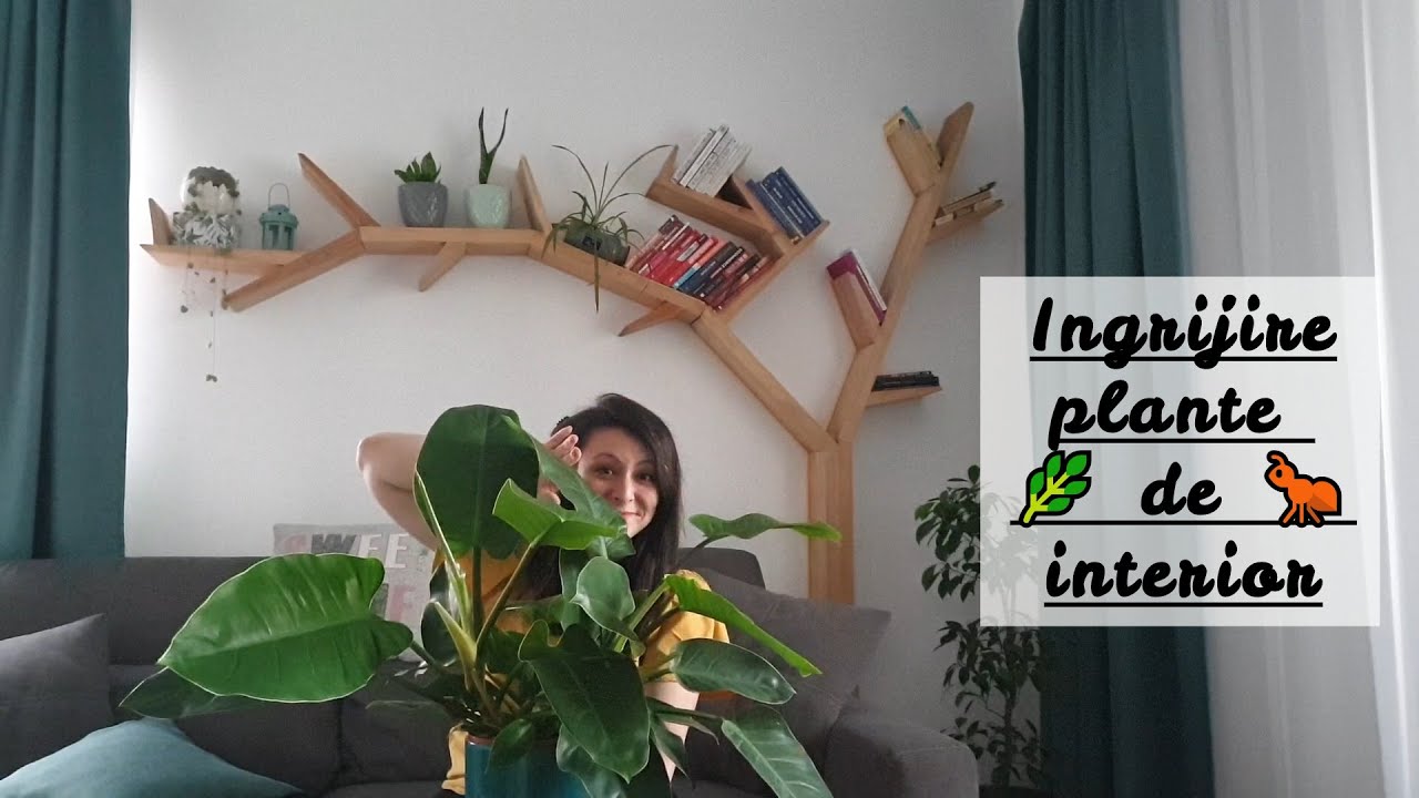 🐛 Cum am scapat de musculite din plantele de apartament? Solutie rapida