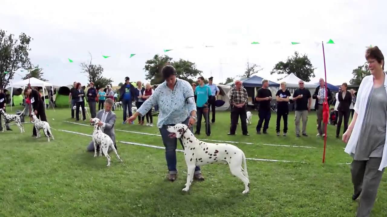 Unsere Dalmatinerausstellng in Schöningen | Our Dog Show in Schöningen - Germany