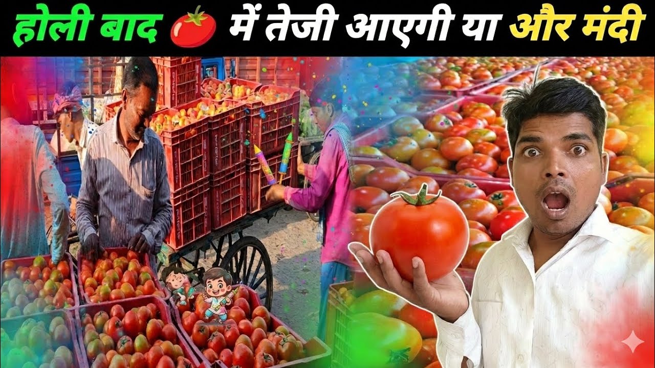 होली बाद 🍅 मंहगा होगा या और सस्ता || Holi ke baad Tamatar rate kya rahega 