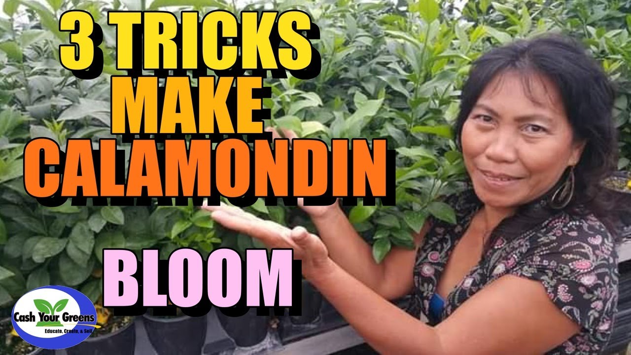 3 TRICKS MAKE CALAMONDIN BLOOM / WHICH CITRUS TO BUY