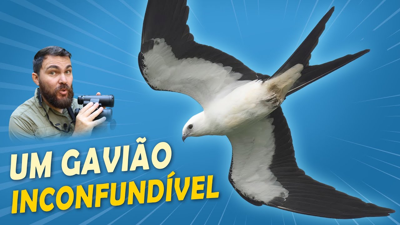 GAVIÃO-TESOURA: Curiosidades e Comportamentos | Ave por Ave