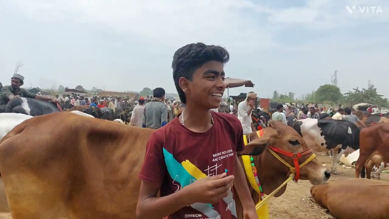 Parsi Pashu Mandi | Cow Market | Deshi Gaye | Sahiwal Jersey Gir Cow | Cow Sale | Murra Buffalo Mela
