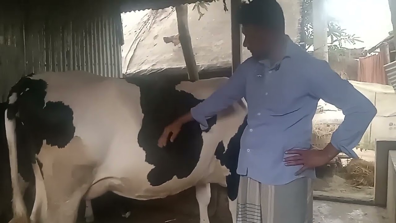 বাস্তবতা খুবই কঠিন। সঠিক খাদ্যে সঠিক পরিচর্যায় উৎপাদন বাড়বেই ইনশাআল্লাহ 