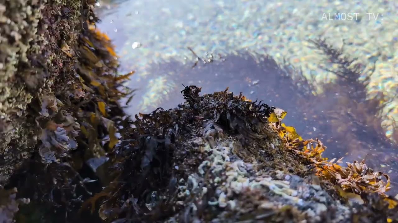ROCKPOOL | Peaceful Background Soundscape to help you Relax/Focus/Sleep/De-stress 🐟 🪸