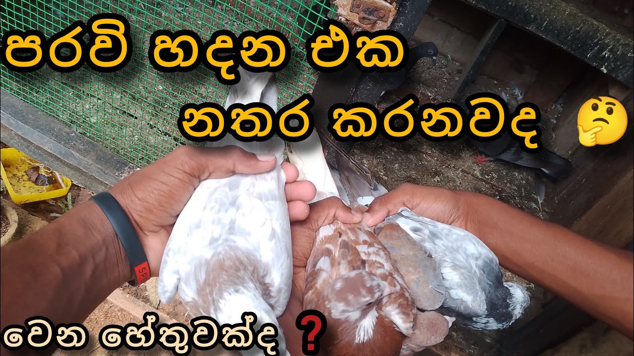 මොකද්ද කරන්න යන්නේ මෙ 🤔#new#pigeon#srilanka#sh pigeon loft 