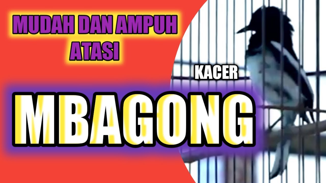 cara mudah mengatasi kacer mbagong