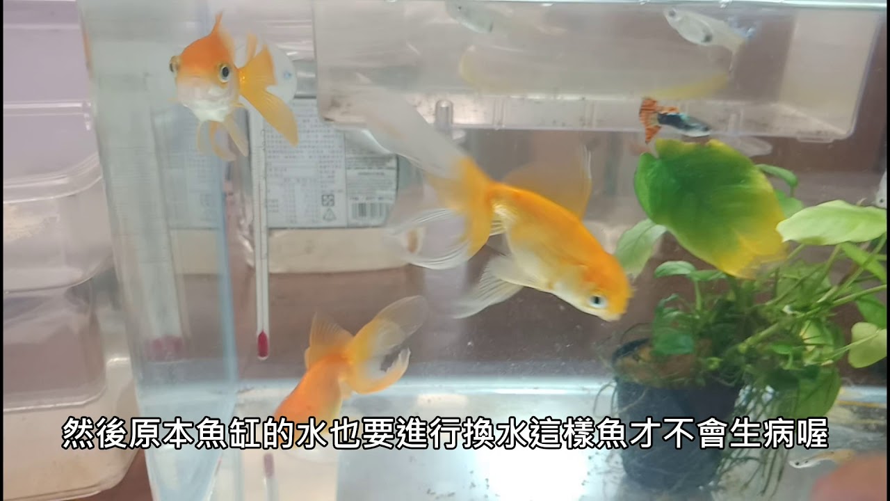 鹽巴王子養魚分享第五彈:金魚繁殖方法