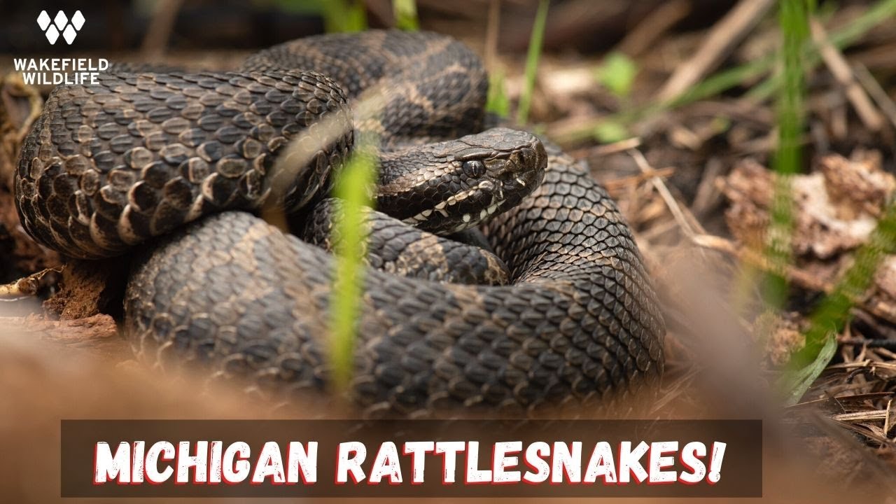 Herping for Rattlesnakes in Michigan!