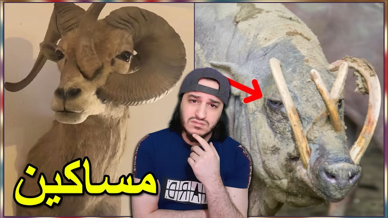 حيوانات مسكينة تقتل نفسها بالخطأ 🐐🦌