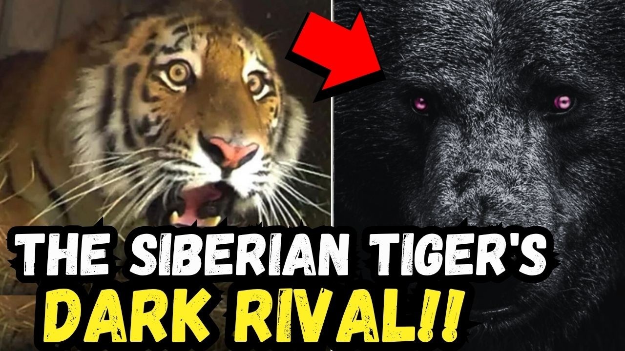 🚨 BREAKING: The BLACK Predator That HUNTS Siberian Tigers!!