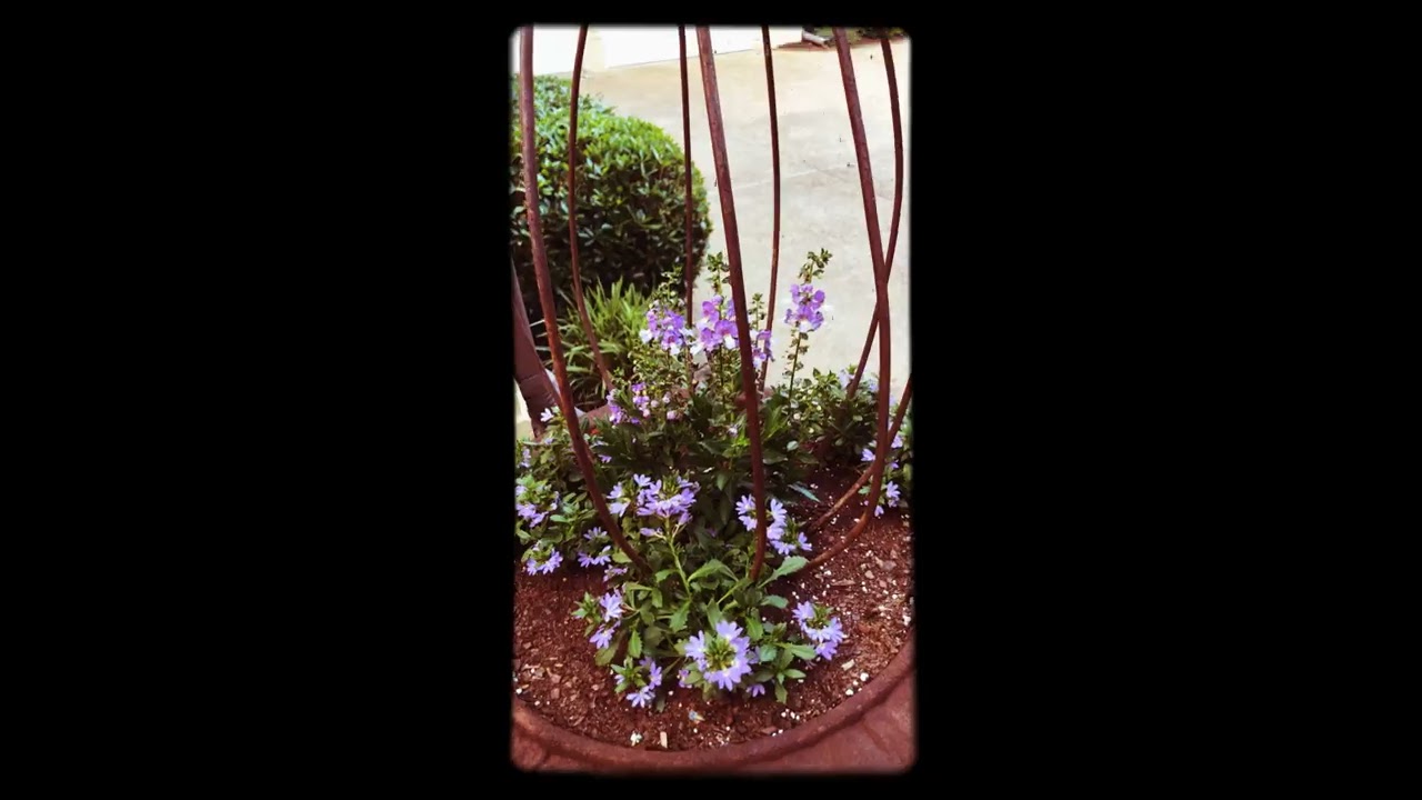Angelonia and Scaevola Container Garden!