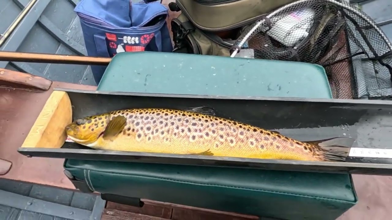 Wild lough Corrib 🇮🇪 brown trout fishing