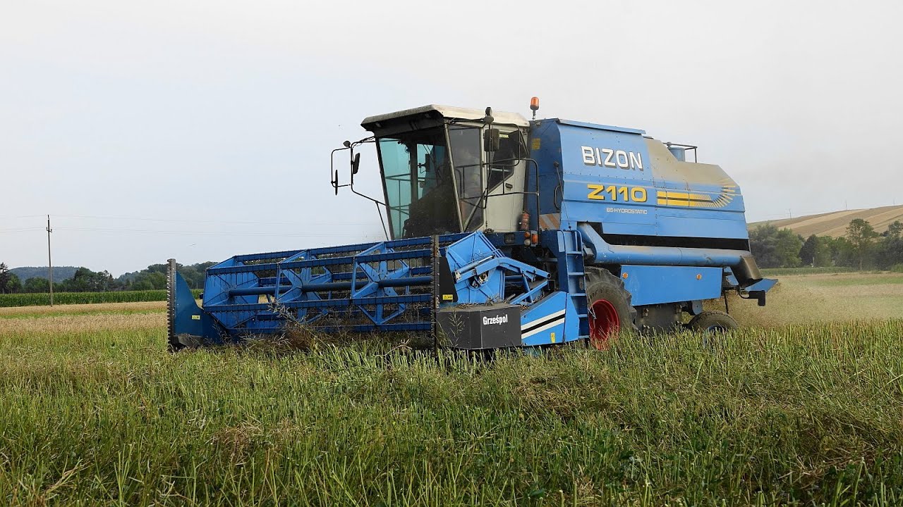 Bizon BS Z110 || Żniwa rzepakowe 2022 || cz.16
