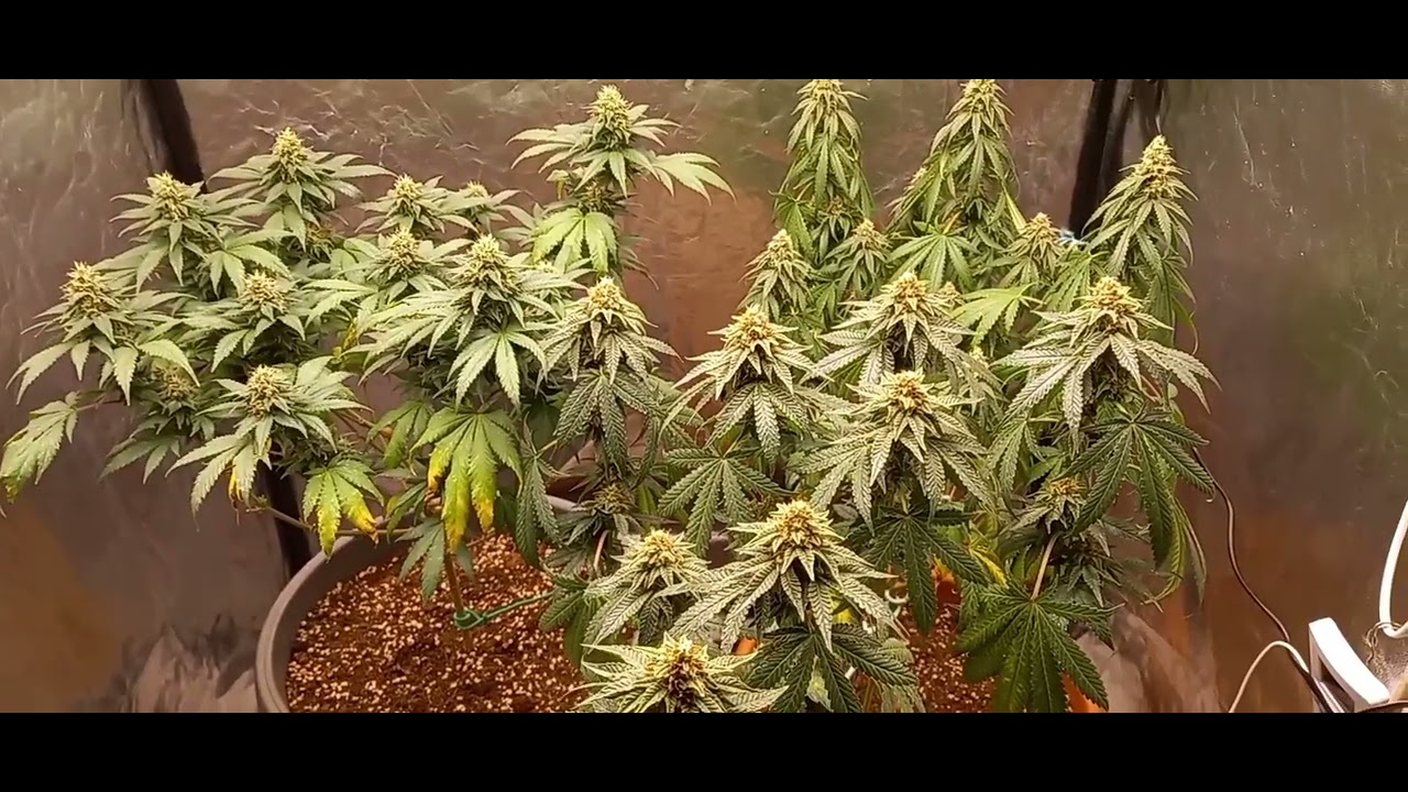 Ending of week 6  Gelato 44 | Watermelon | Legendary OG