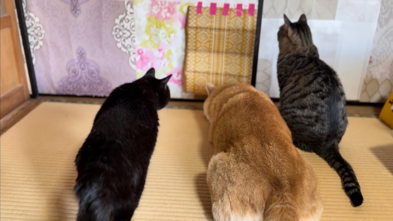がんばれもも！新しいドアに苦戦する柴犬　Momo Struggles with the New Door