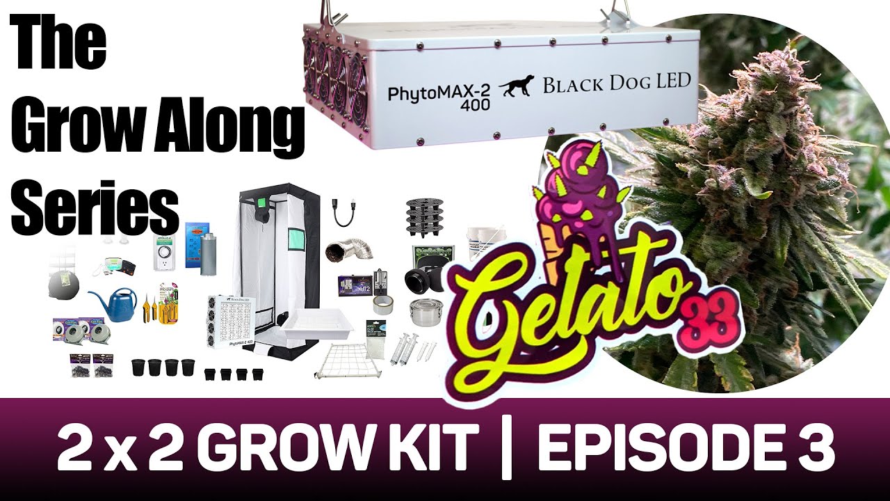 PhytoMAX-2 400 | Grow Along | Gelato 33 l 2x2 Tent l Episode 3
