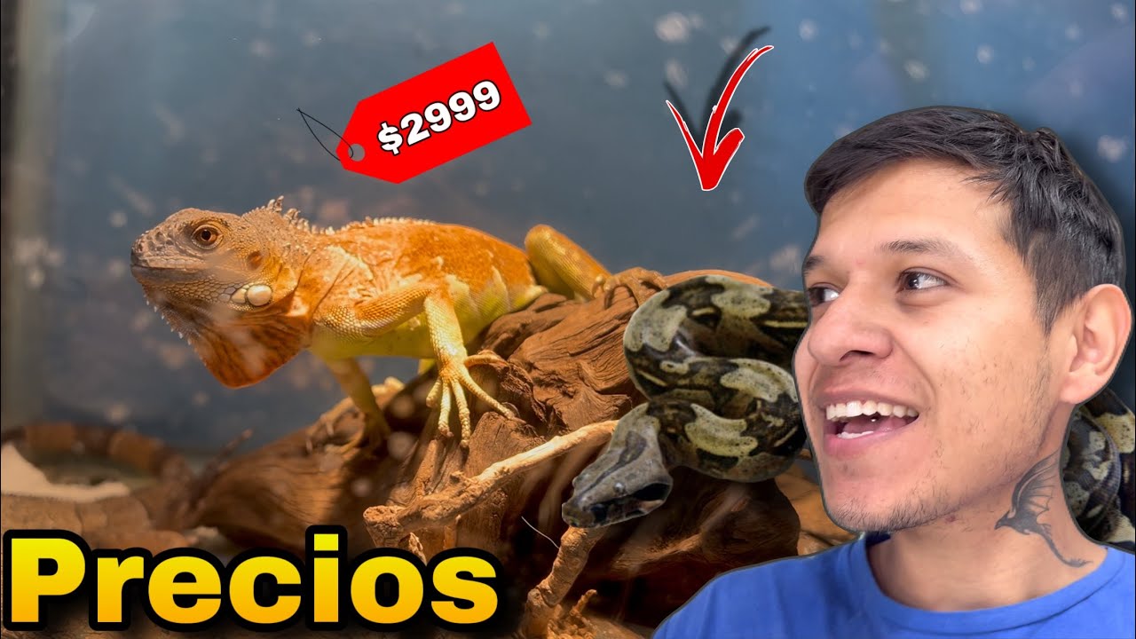 Mi Tienda de Mascotas con Todos Los PRECIOS!