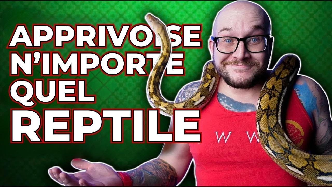 Apprivoise n’importe quel reptile “AGRESSIF” à chaque fois ! 3 étapes simples !