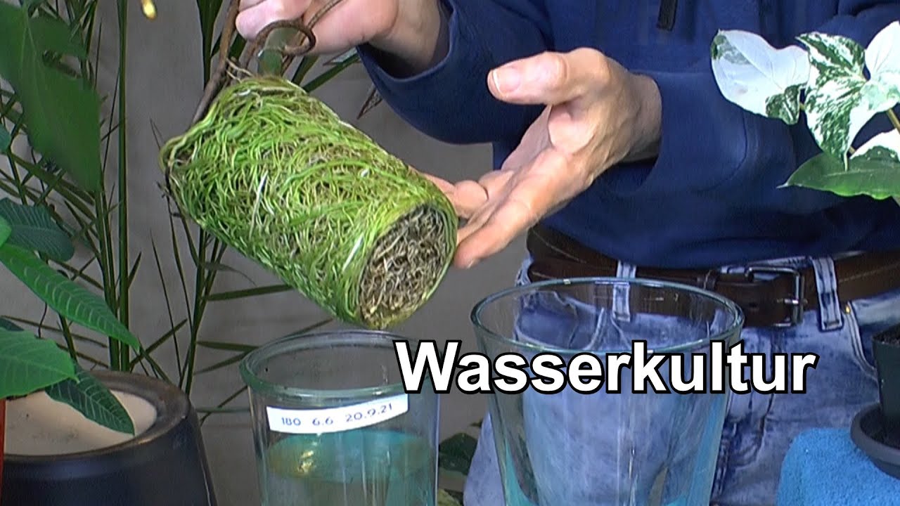 Update Wasserkultur. Spuckpalme Wasserwerte im Lechuza Topf. Syngonium und Philodendron in der Anzu