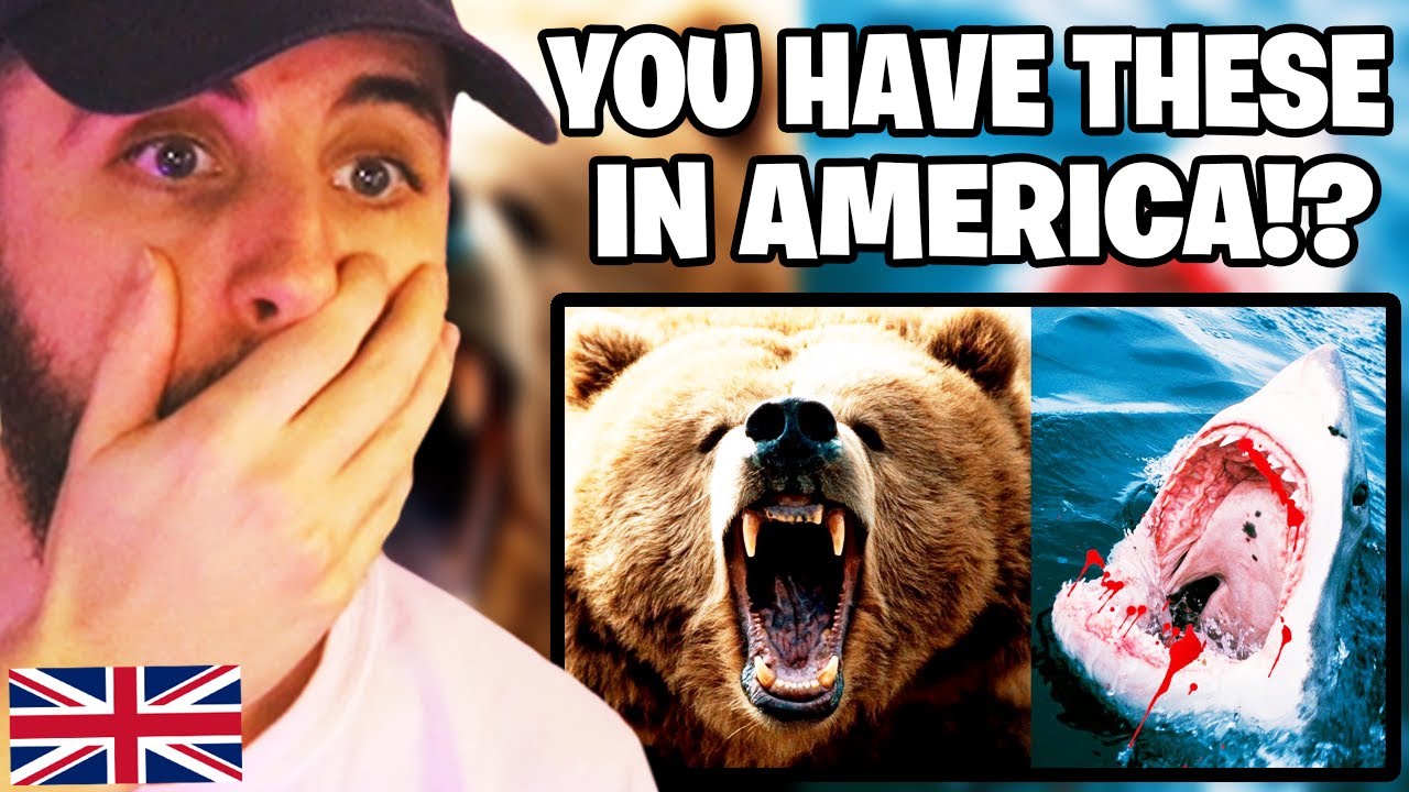 Brit Reacts to The Most DANGEROUS ANIMALS In The UNITED STATES 🐻🦈