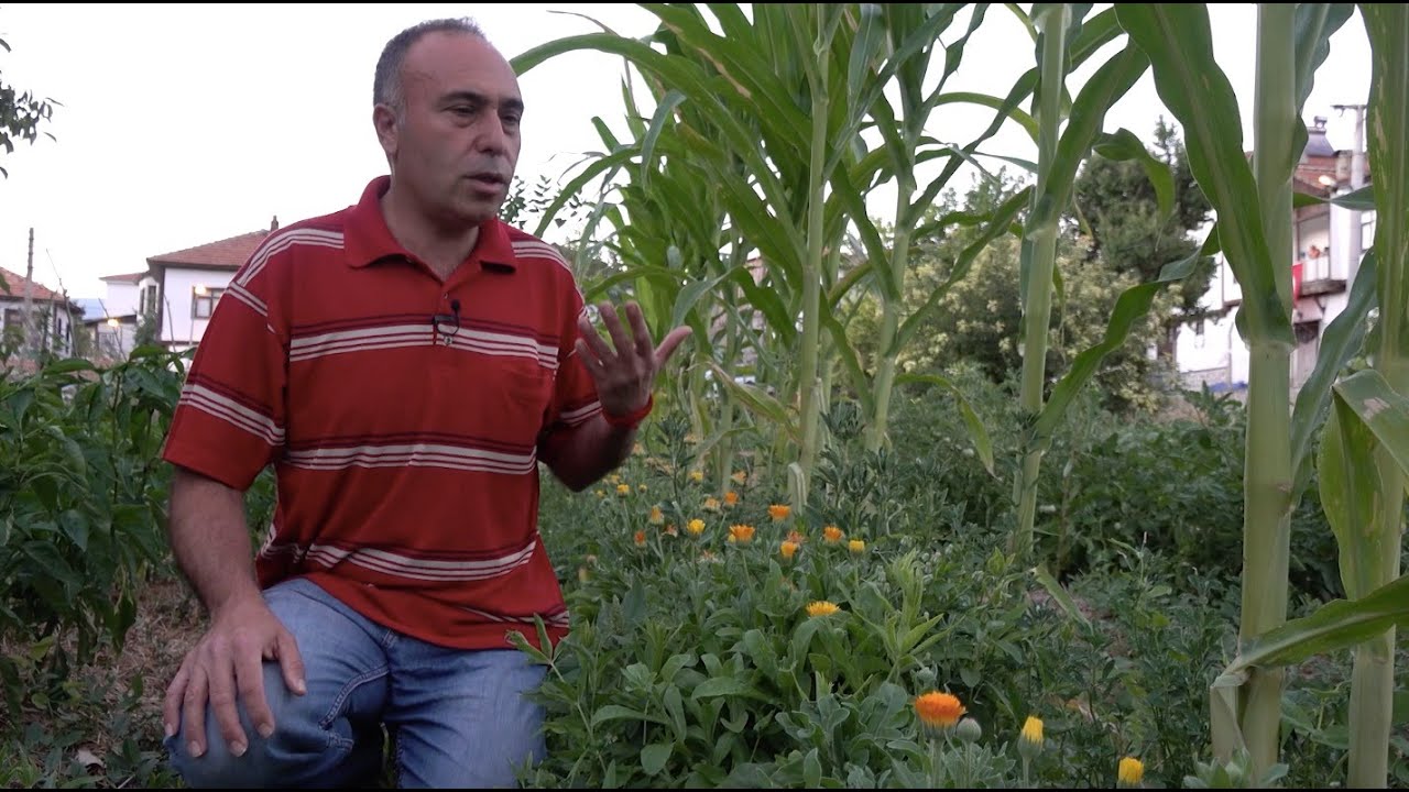 Güdül Sarayönü Agroekoloji Bahçesi Deneyimleri - Ceyhan Temürcü
