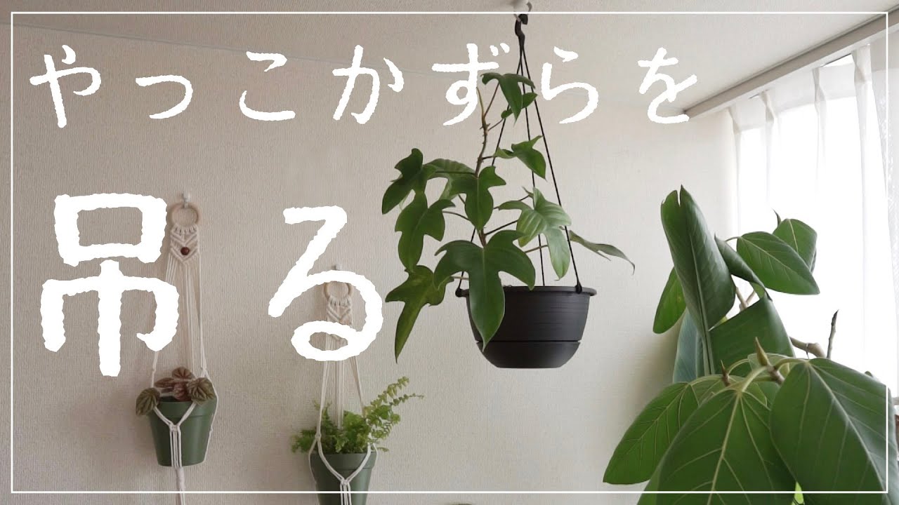 【ヤッコカズラの1年後】セラミックボールからハンギング仕立てにします｜vlog