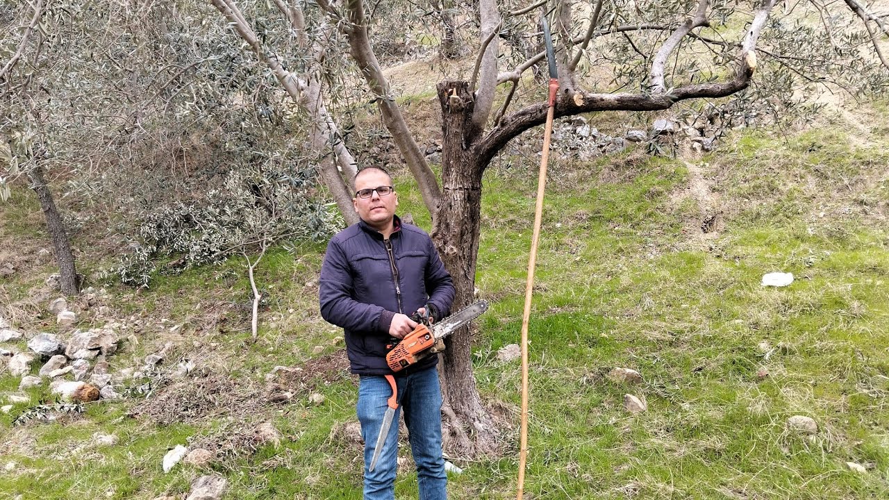 Detaylı zeytin açımı. Zeytine neden çizik atılır?